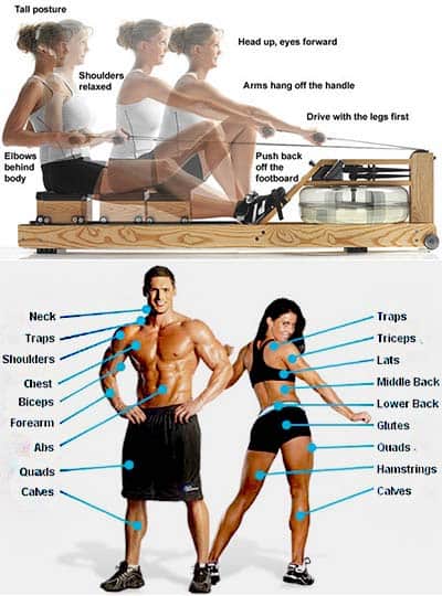 Rowing exercise stroke motion and effected muscle parts labelled