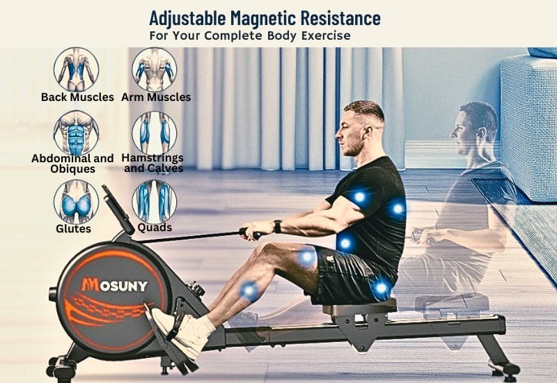 Image showing active muscle points when rowing with this Magnetic Rower