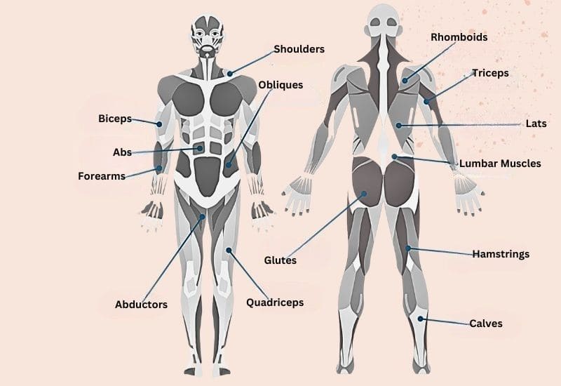 Human muscle parts worked out by a Rowing machine